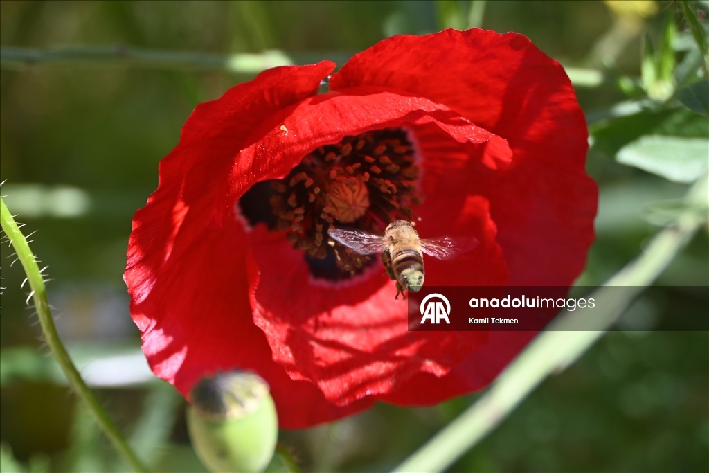 Manisa'da tarlaları gelincikler süsledi