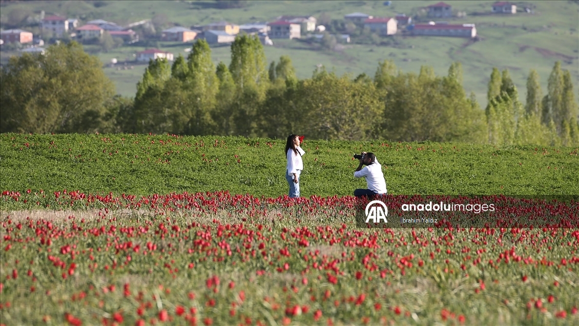 Muş Ovası