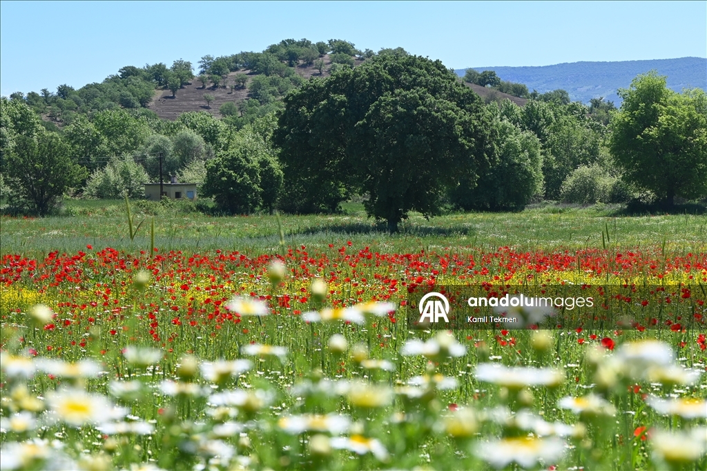 Manisa'da tarlaları gelincikler süsledi