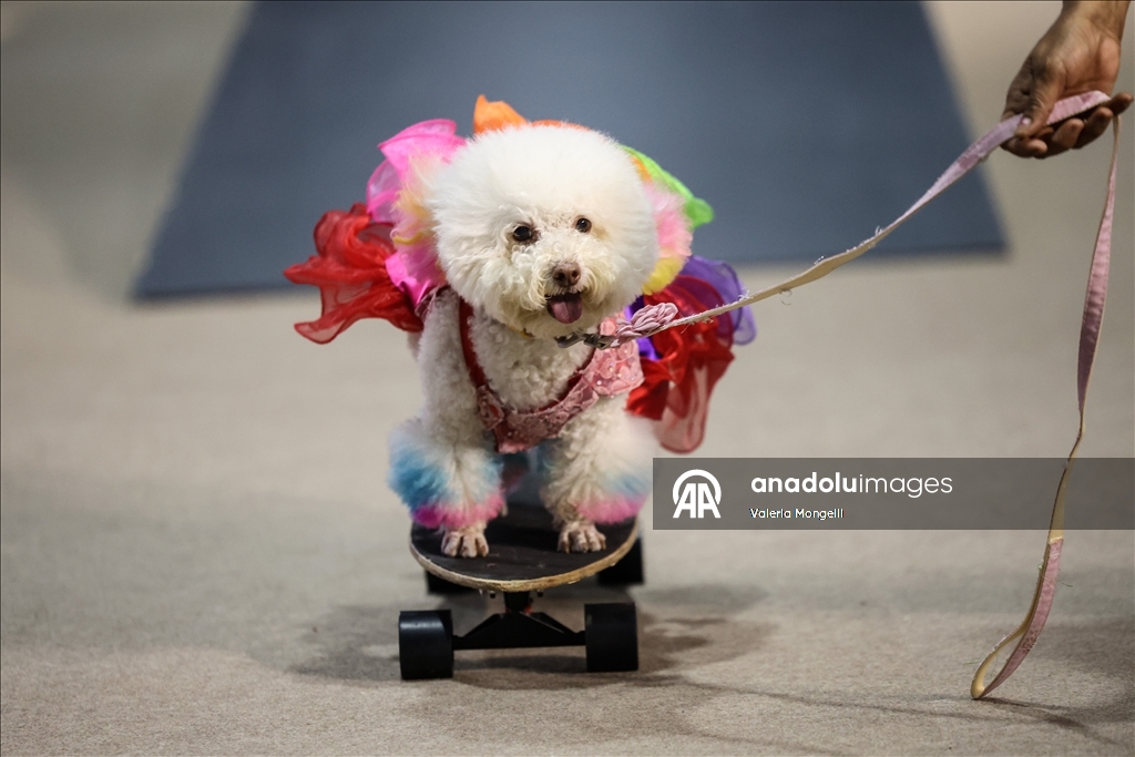 Tayland'da evcil hayvan festivali düzenlendi