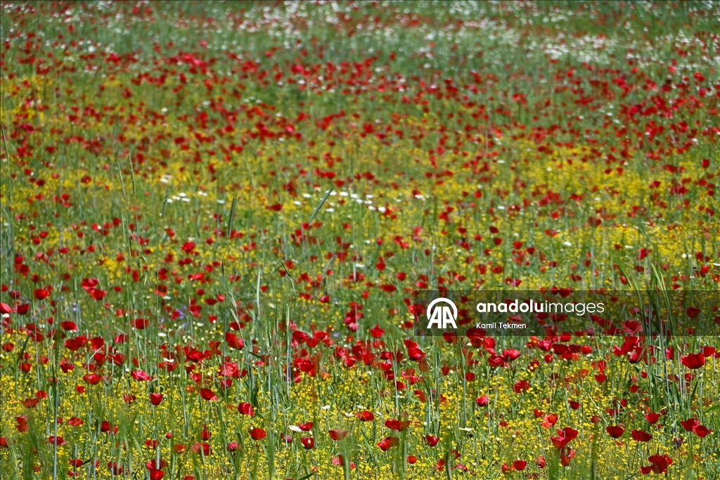 Manisa'da tarlaları gelincikler süsledi