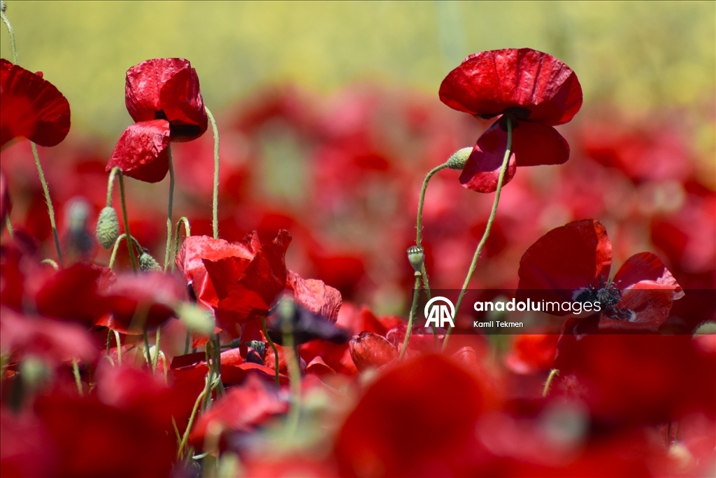 Manisa'da tarlaları gelincikler süsledi