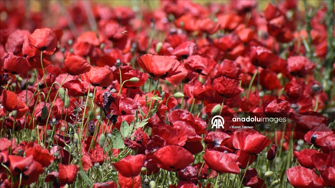 Manisa'da tarlaları gelincikler süsledi