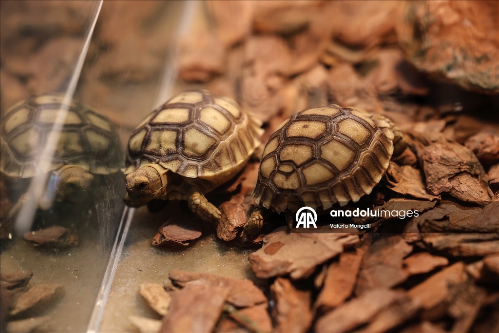 Tayland'da evcil hayvan festivali düzenlendi