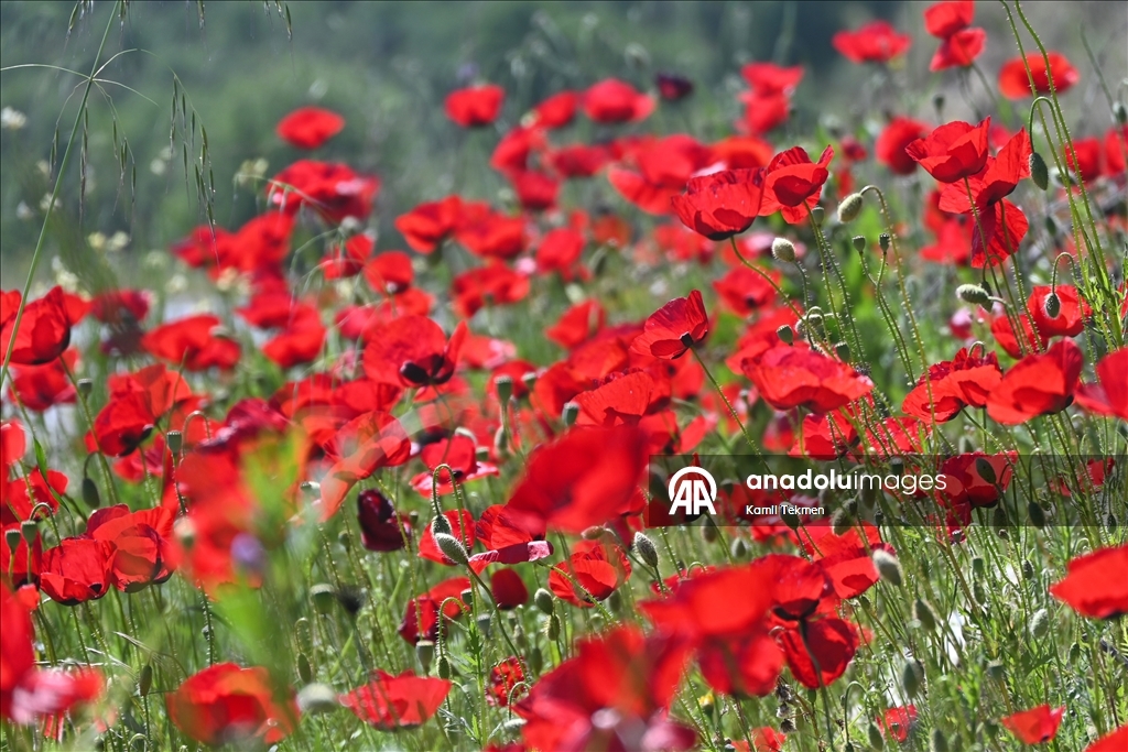 Manisa'da tarlaları gelincikler süsledi