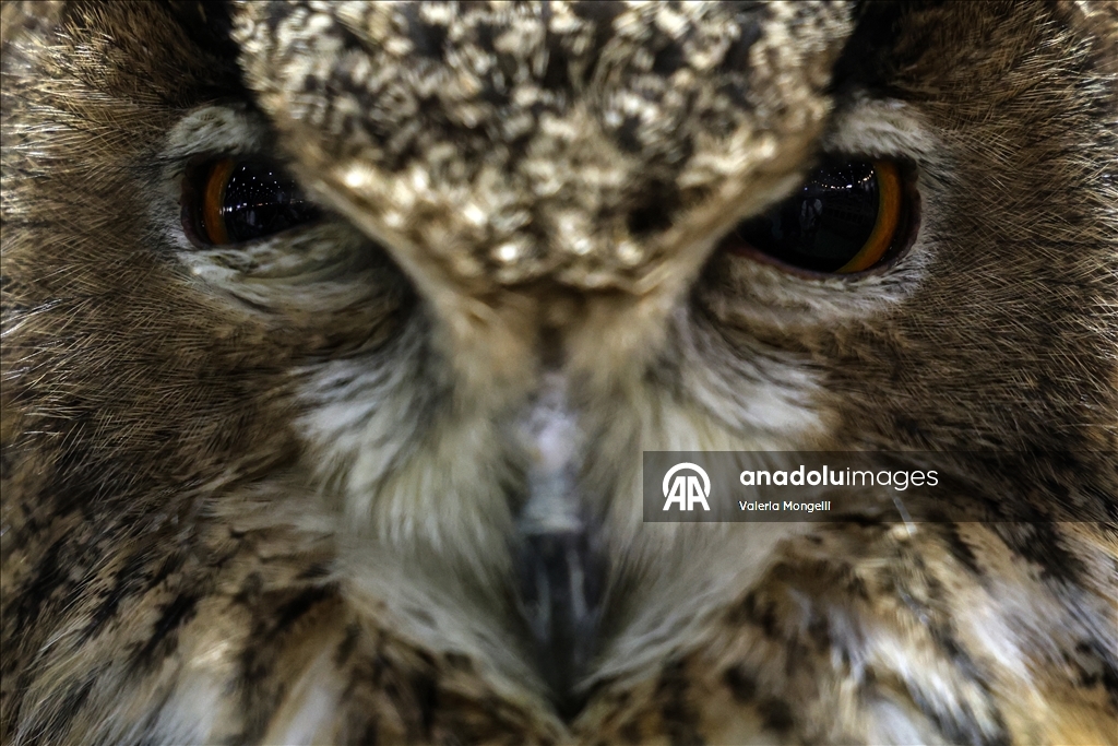 Tayland'da evcil hayvan festivali düzenlendi