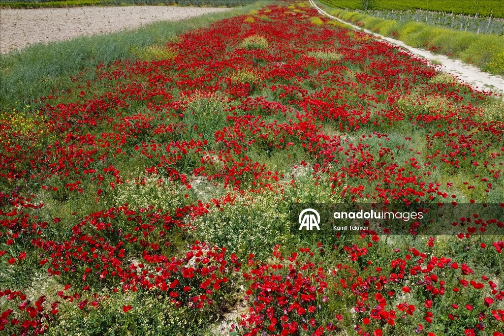 Manisa'da tarlaları gelincikler süsledi