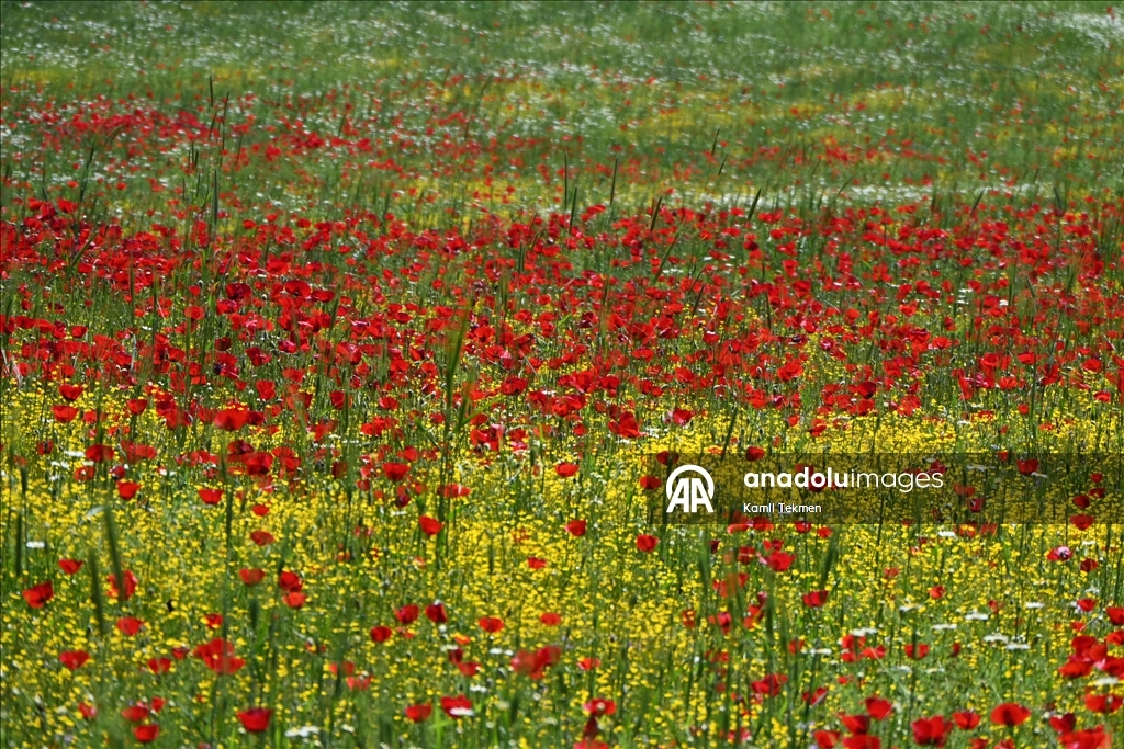 Manisa'da tarlaları gelincikler süsledi
