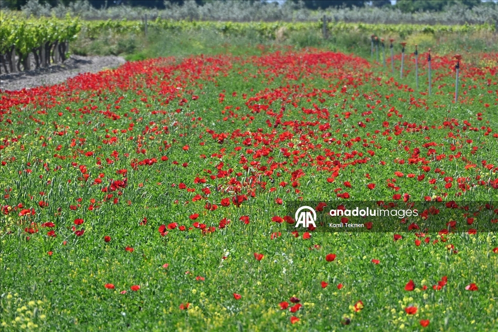 Manisa'da tarlaları gelincikler süsledi