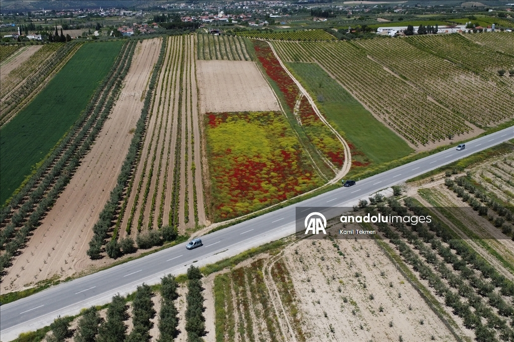 Manisa'da tarlaları gelincikler süsledi