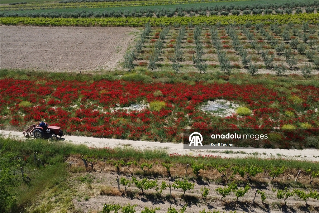 Manisa'da tarlaları gelincikler süsledi