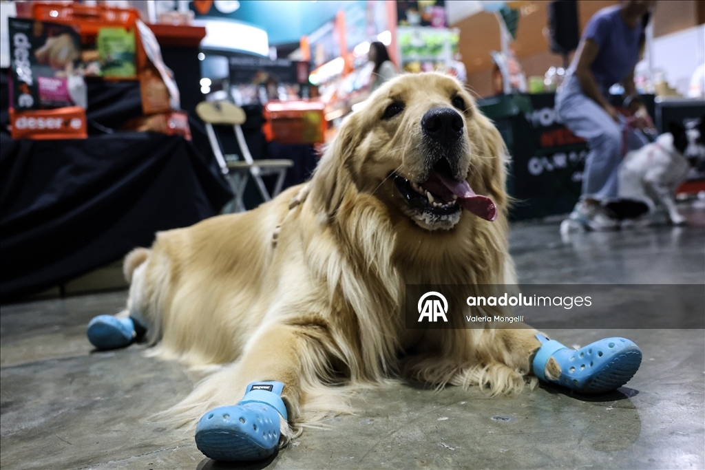 Tayland'da evcil hayvan festivali düzenlendi