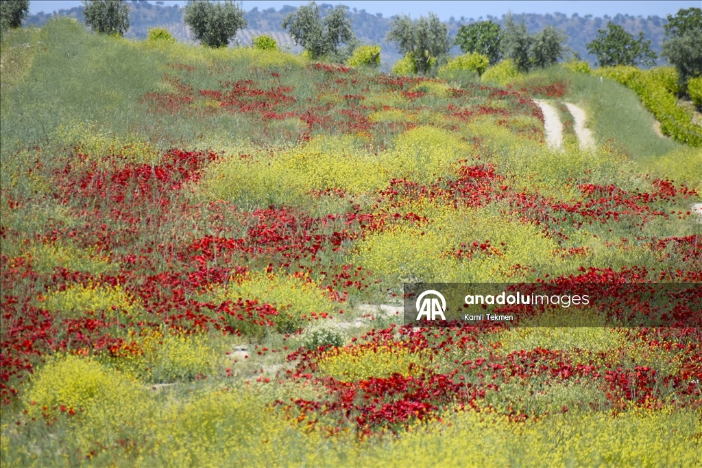 Manisa'da tarlaları gelincikler süsledi