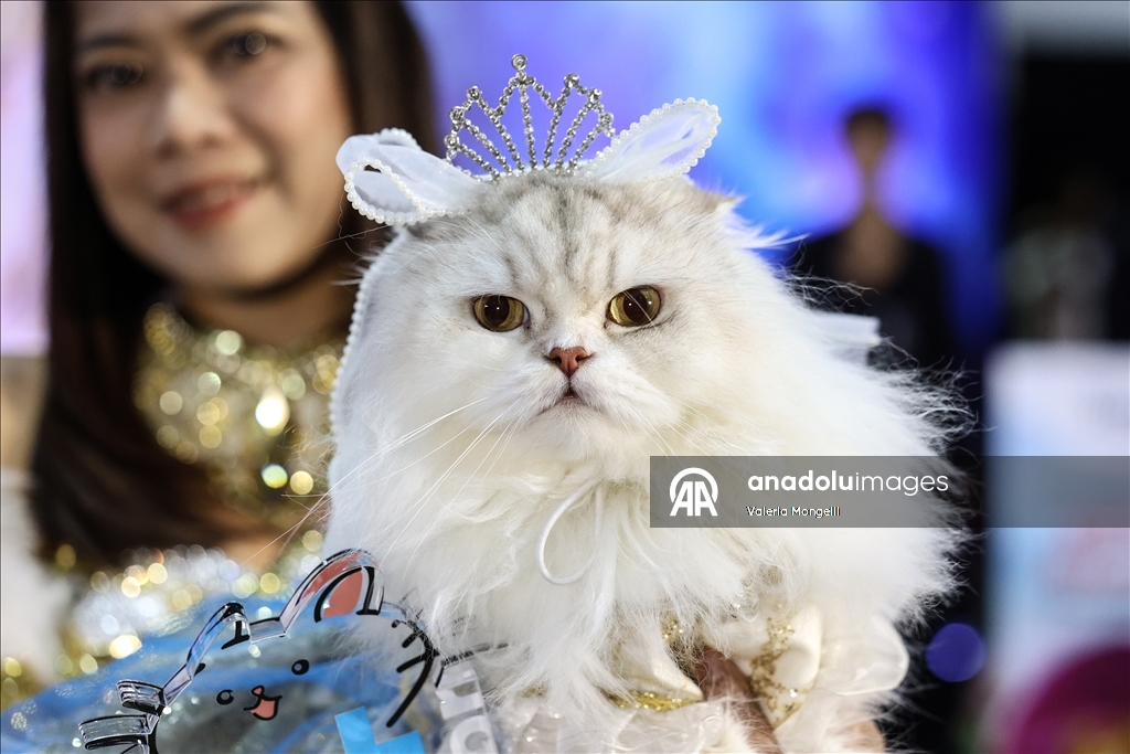 Tayland'da evcil hayvan festivali düzenlendi