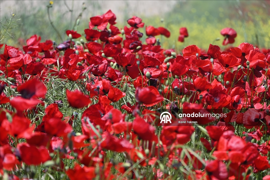 Manisa'da tarlaları gelincikler süsledi