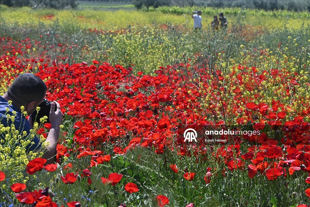 Manisa'da tarlaları gelincikler süsledi