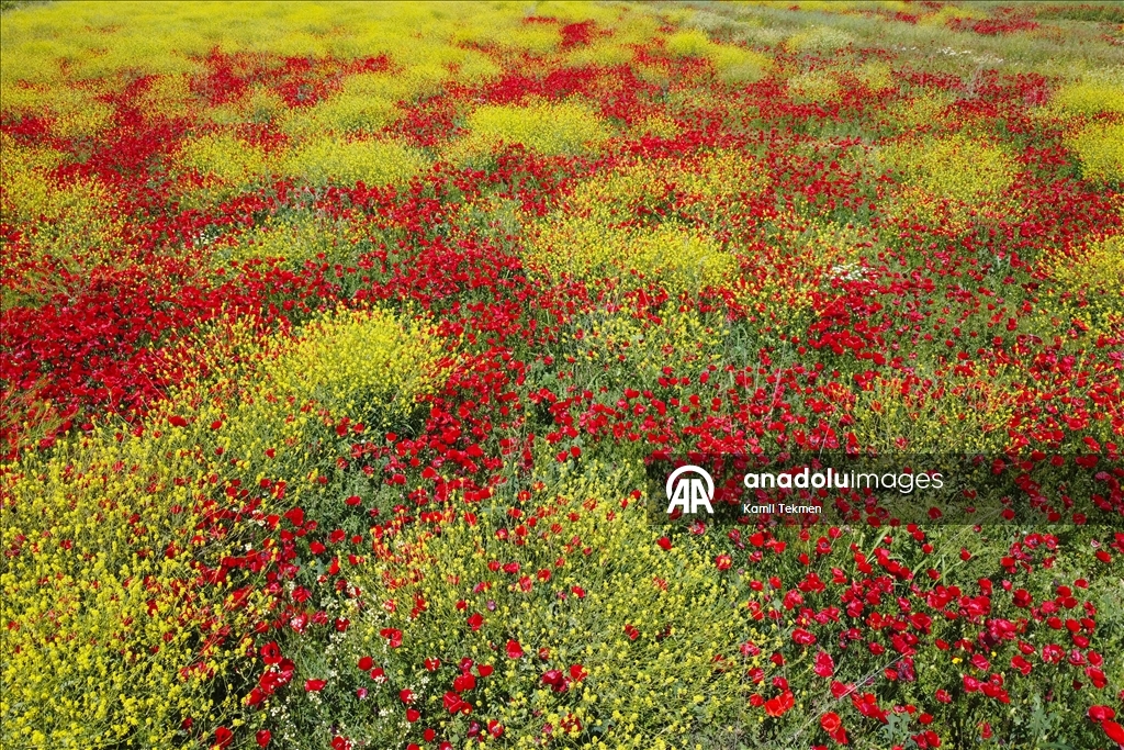 Manisa'da tarlaları gelincikler süsledi