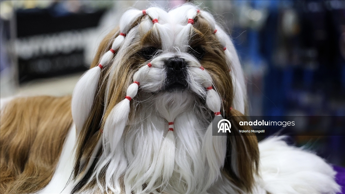 Tayland'da evcil hayvan festivali düzenlendi