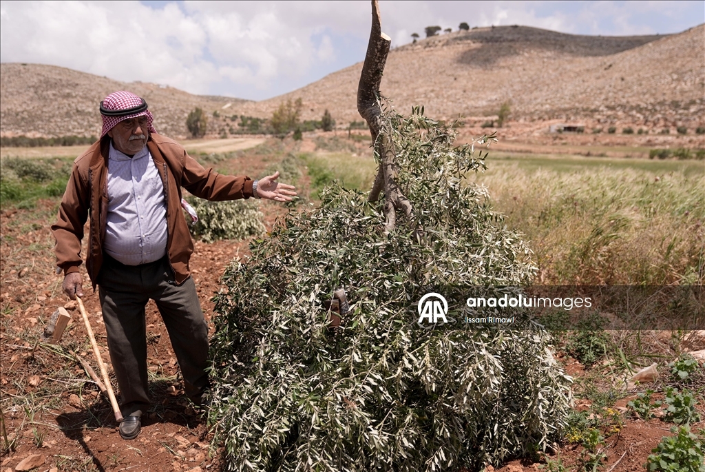 Israelis uproot olive trees in West Bank