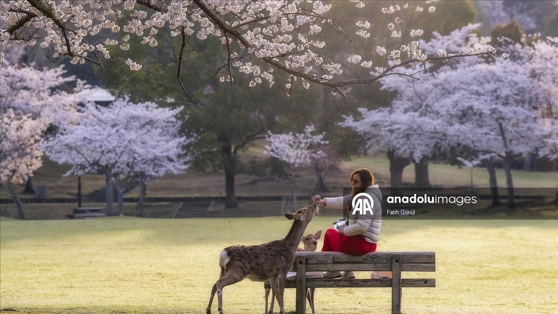 Japonya’nın tarihi Nara Parkı