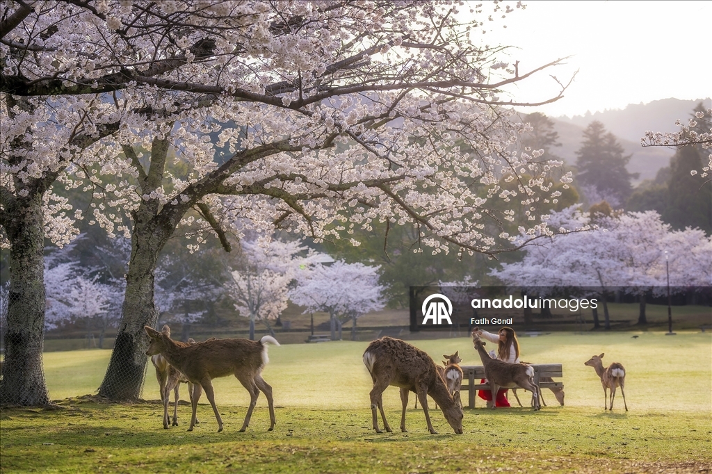 Japonya’nın tarihi Nara Parkı