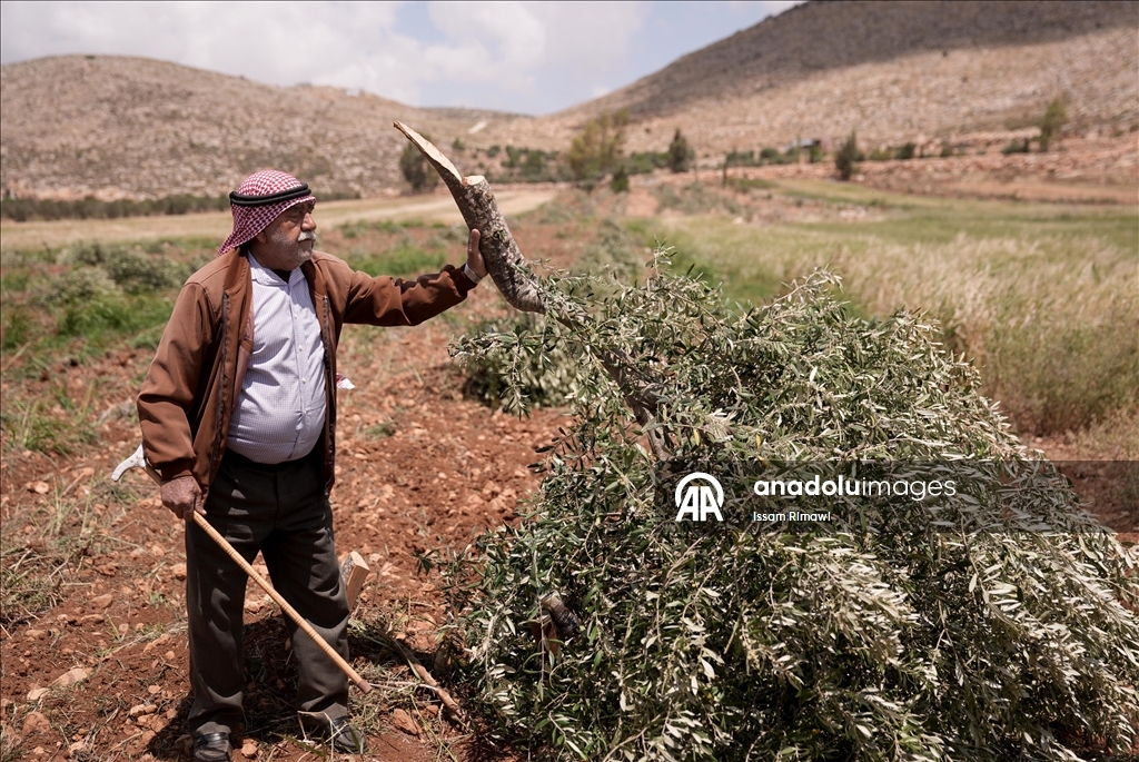 Israelis uproot olive trees in West Bank
