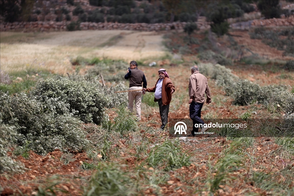 Israelis uproot olive trees in West Bank