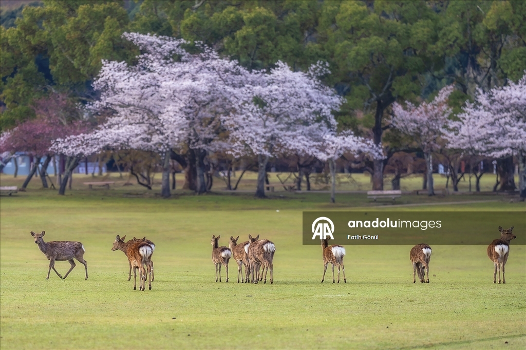 Japonya’nın tarihi Nara Parkı