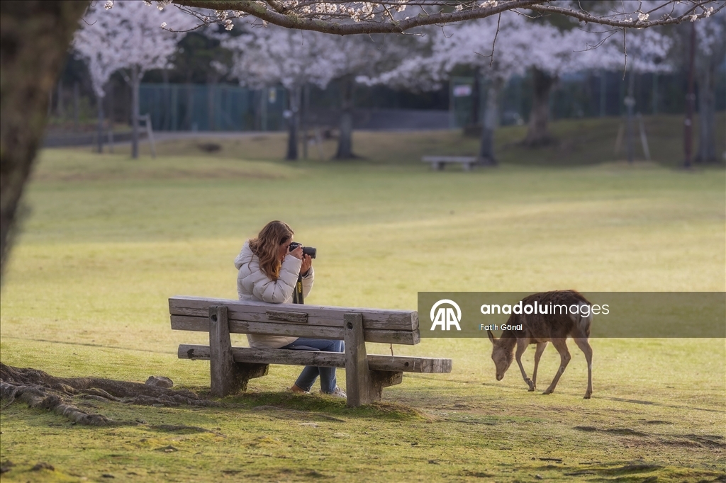 Japonya’nın tarihi Nara Parkı