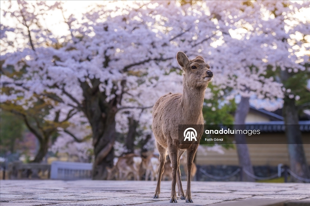 Japonya’nın tarihi Nara Parkı
