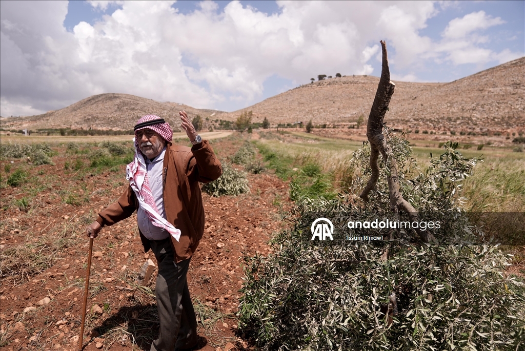 Israelis uproot olive trees in West Bank
