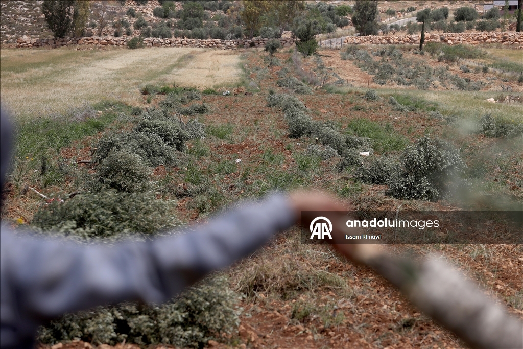 Israelis uproot olive trees in West Bank
