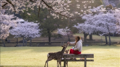 Japonya’nın tarihi Nara Parkı