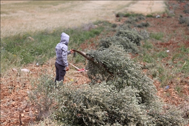 Illegal Israeli settlers attack Palestinian town, uproot 100 olive trees in occupied West Bank