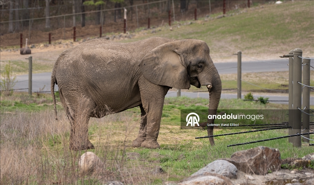 New Jersey'deki vahşi yaşam ve safari parkı yeni sezonda ziyaretçilerini ağırlıyor