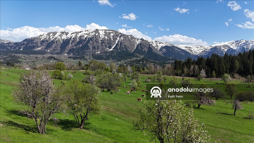 'Sakin şehir' Şavşat’ta ilkbaharla birlikte tabiat canlandı
