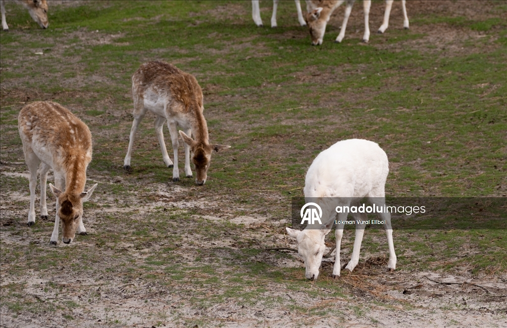 New Jersey'deki vahşi yaşam ve safari parkı yeni sezonda ziyaretçilerini ağırlıyor