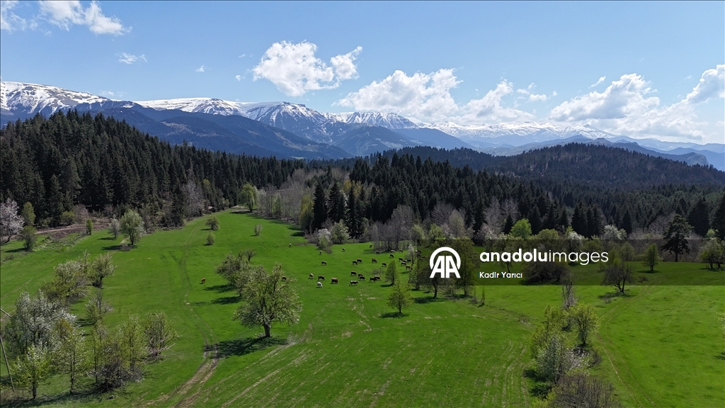 'Sakin şehir' Şavşat’ta ilkbaharla birlikte tabiat canlandı