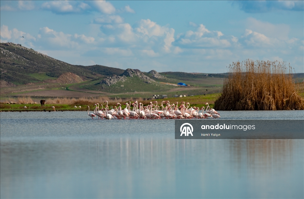Flamingos fly over Mogan Lake in Turkiye's Ankara