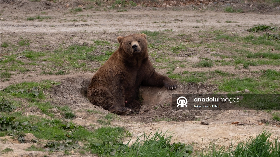 New Jersey'deki vahşi yaşam ve safari parkı yeni sezonda ziyaretçilerini ağırlıyor