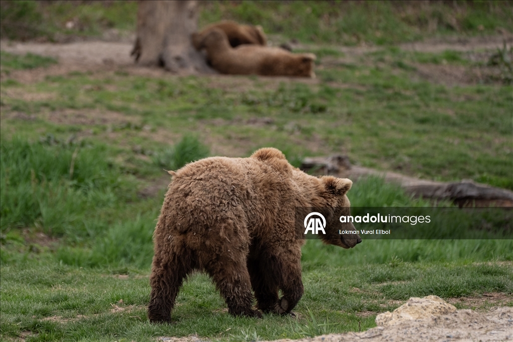 New Jersey'deki vahşi yaşam ve safari parkı yeni sezonda ziyaretçilerini ağırlıyor