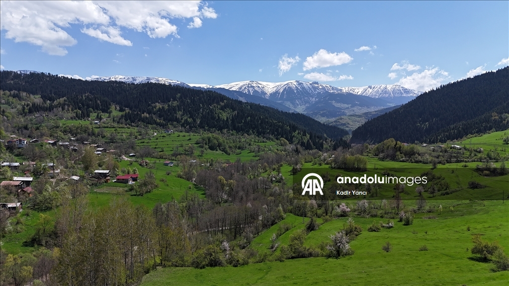 'Sakin şehir' Şavşat’ta ilkbaharla birlikte tabiat canlandı