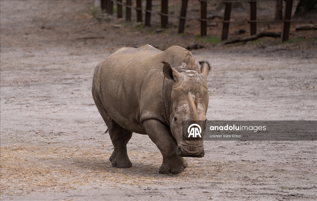 New Jersey'deki vahşi yaşam ve safari parkı yeni sezonda ziyaretçilerini ağırlıyor