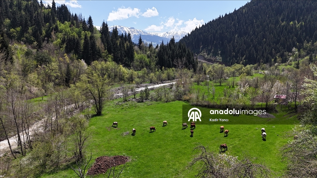 'Sakin şehir' Şavşat’ta ilkbaharla birlikte tabiat canlandı
