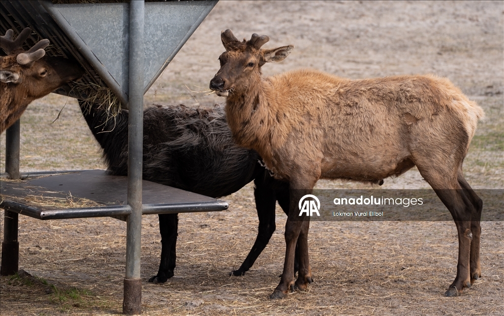 New Jersey'deki vahşi yaşam ve safari parkı yeni sezonda ziyaretçilerini ağırlıyor