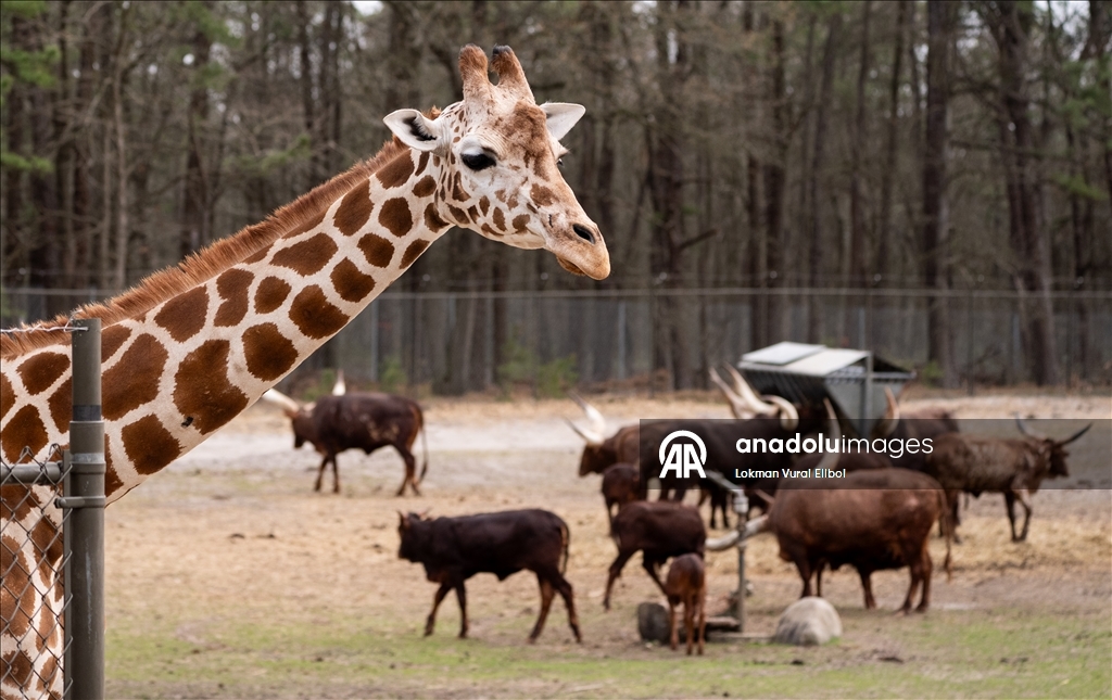 New Jersey'deki vahşi yaşam ve safari parkı yeni sezonda ziyaretçilerini ağırlıyor