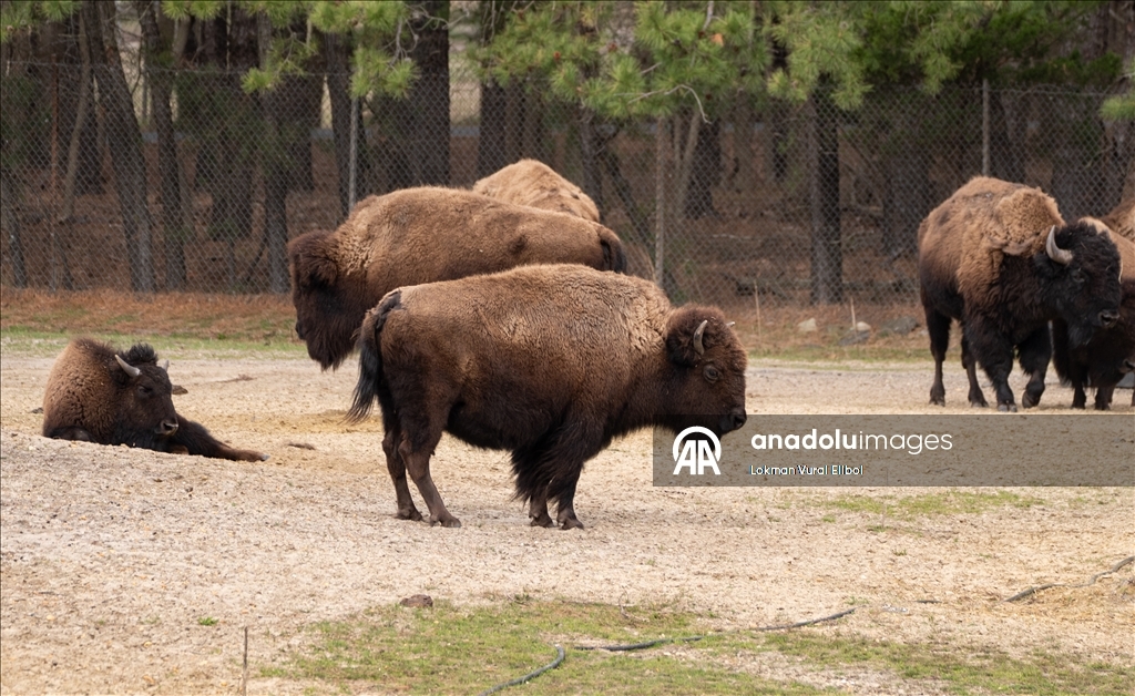 New Jersey'deki vahşi yaşam ve safari parkı yeni sezonda ziyaretçilerini ağırlıyor