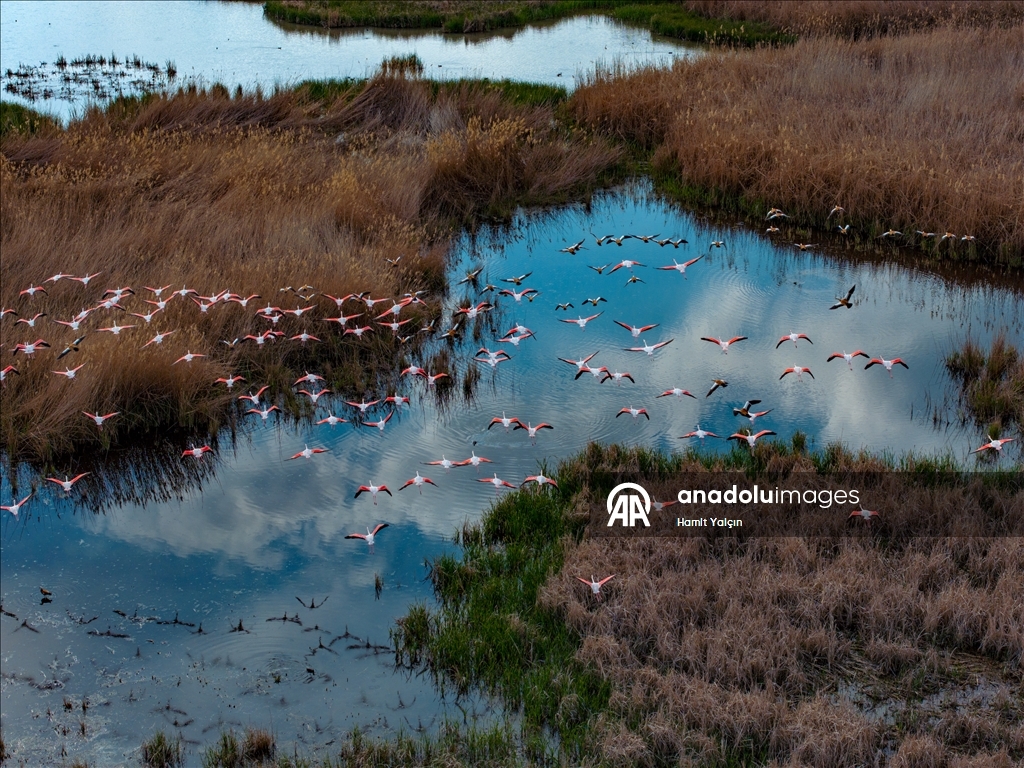 Flamingos fly over Mogan Lake in Turkiye's Ankara