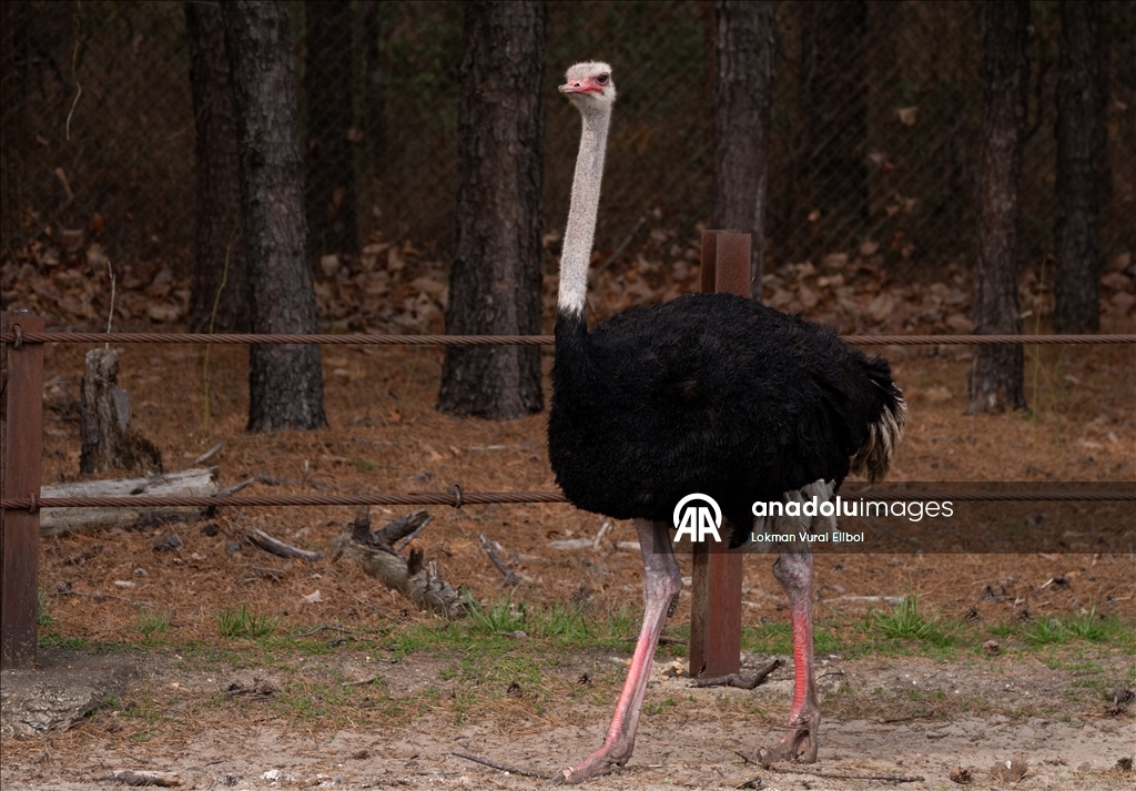 New Jersey'deki vahşi yaşam ve safari parkı yeni sezonda ziyaretçilerini ağırlıyor