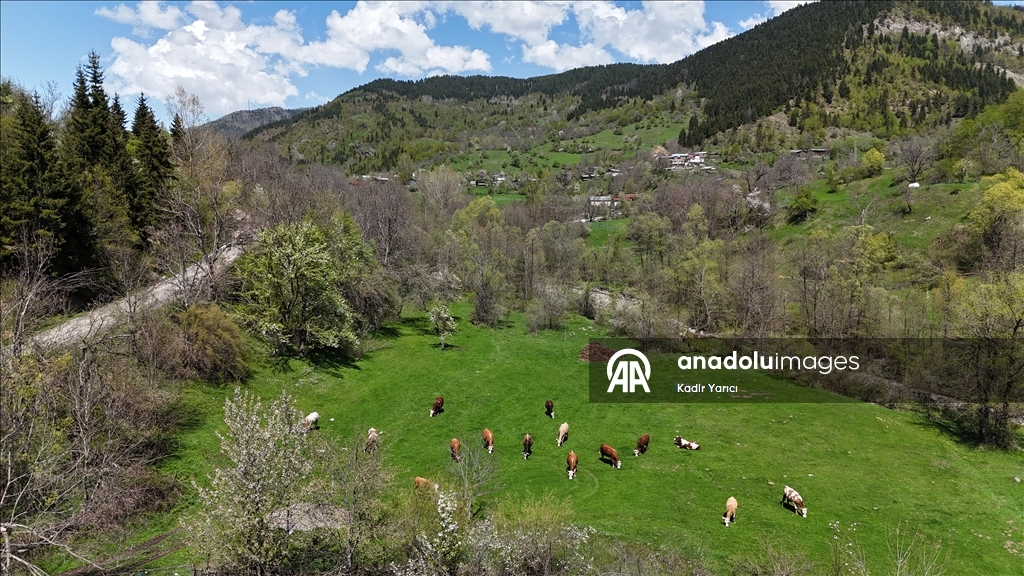 'Sakin şehir' Şavşat’ta ilkbaharla birlikte tabiat canlandı